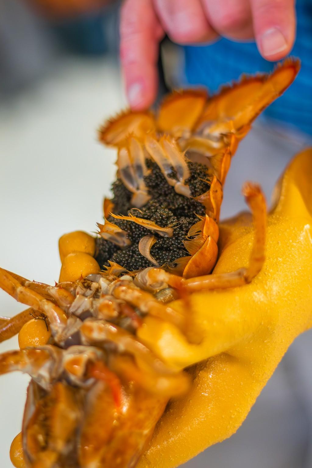 一只橙色龙虾的腹部，可以看到成千上万的卵